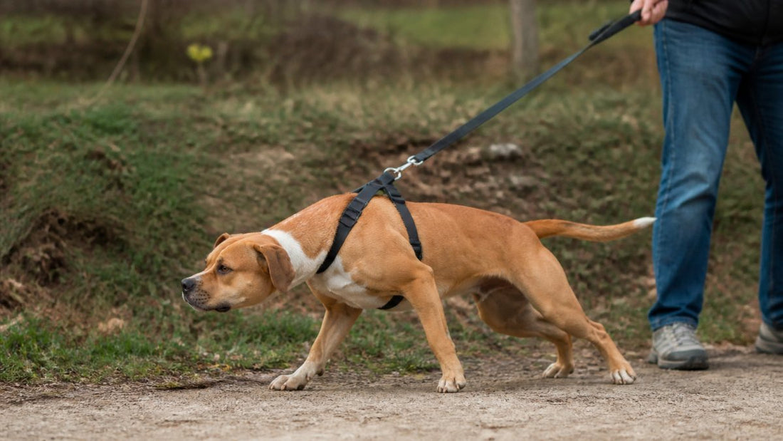 Comment arrêter la traction en laisse chez le chien