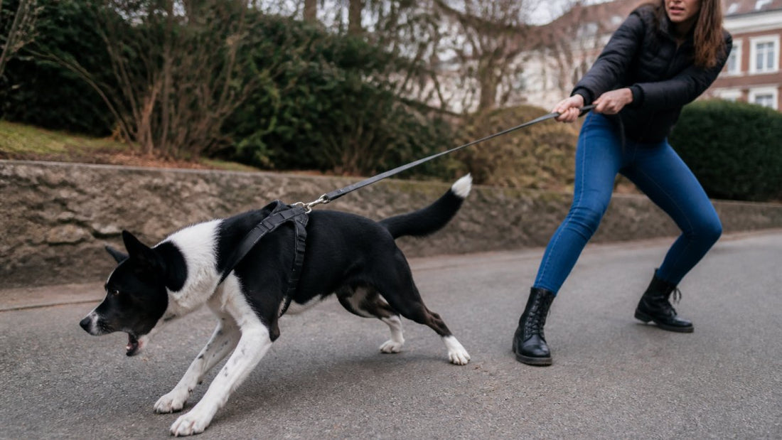 Réactivité en laisse chez le chien : guide complet 2026