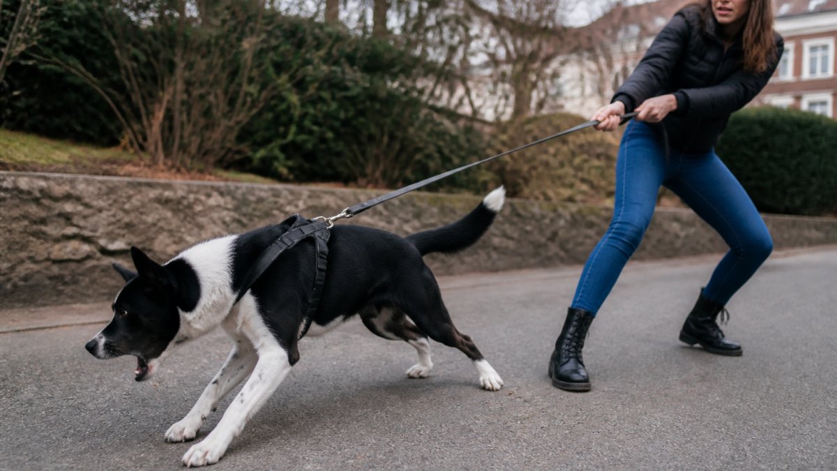 Réactivité en laisse chez le chien : guide complet 2026