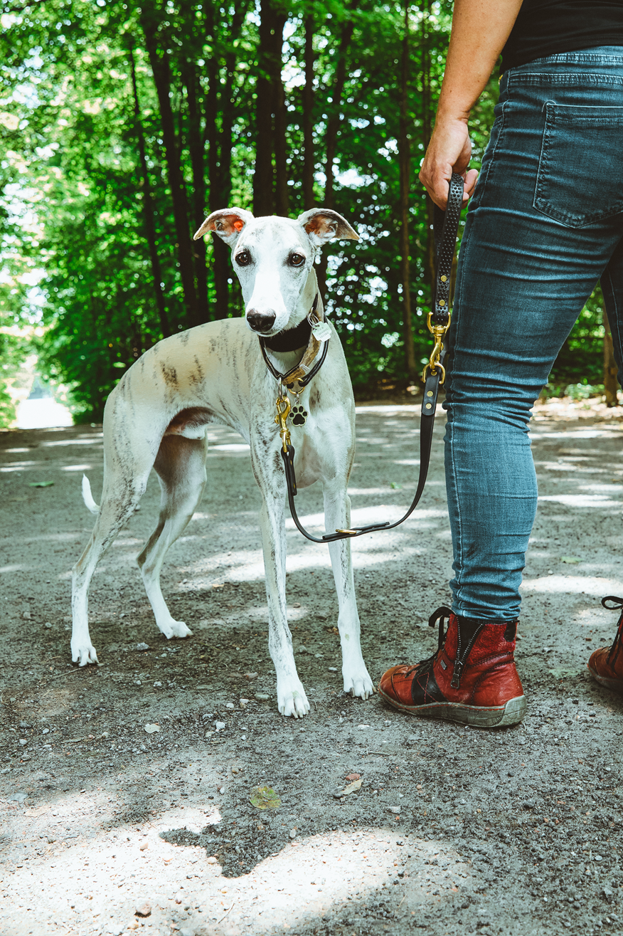 Chien en laisse biotane Passion Educannin