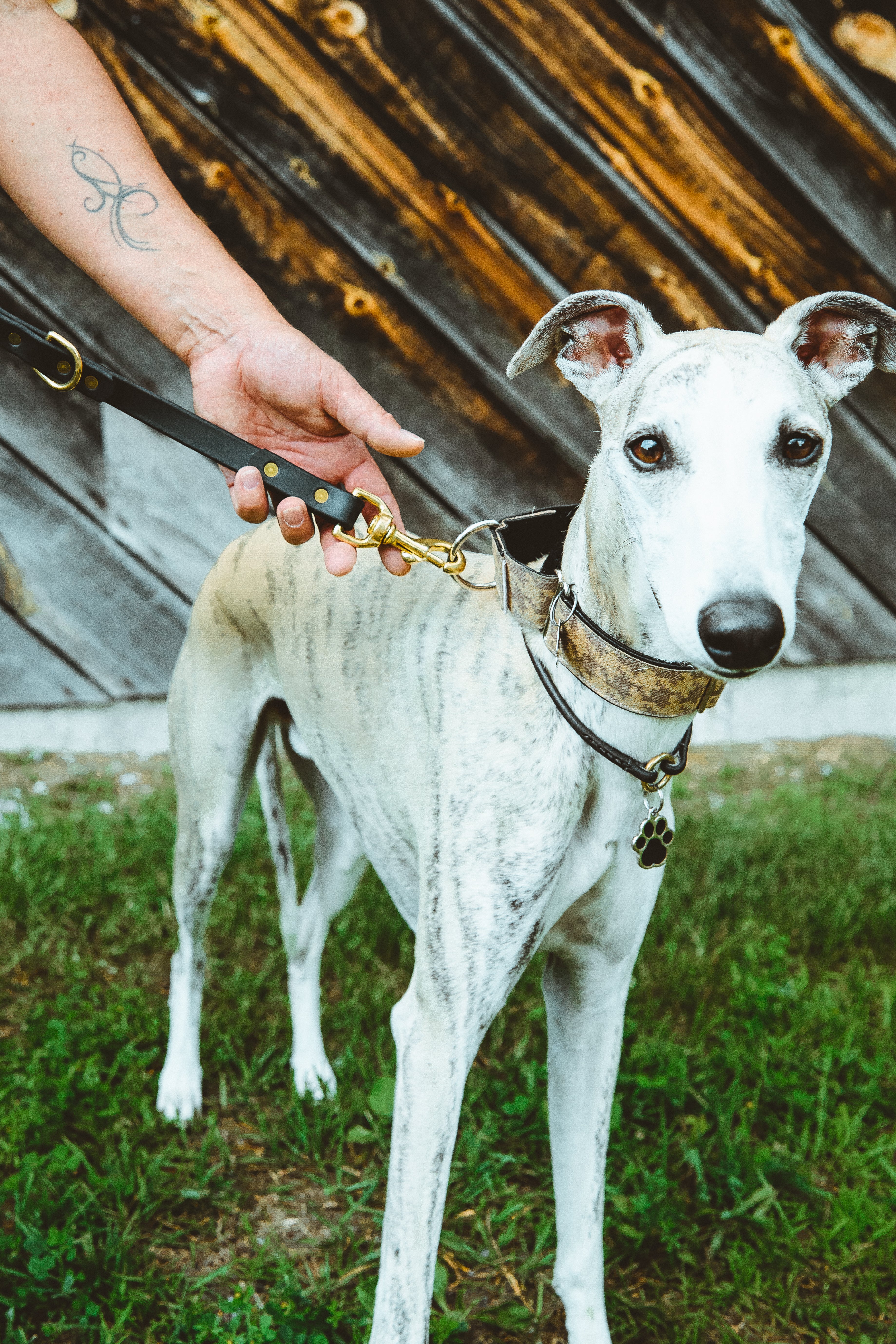 Collier pour chien en biothane